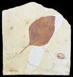 Paleocene Fossil Leaf (Ficus) - Montana #56206-1